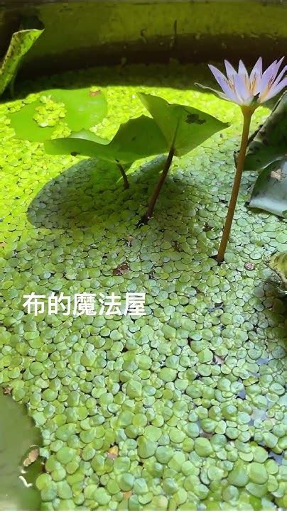 蓮花水缸風水|【門口養蓮花風水】門口養蓮花竟觸犯風水禁忌！祈求貴人、招財。